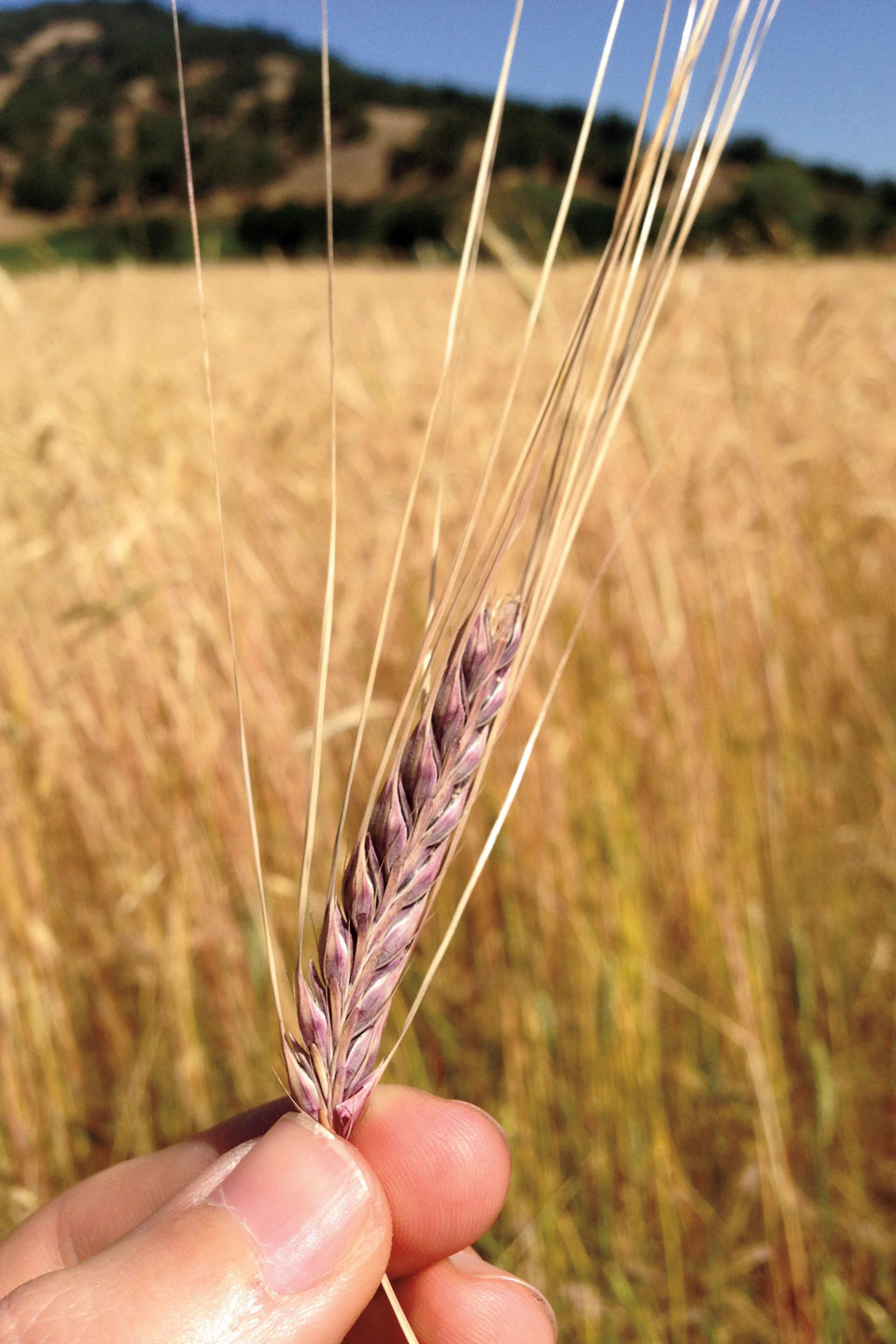 Medocino Grain Project: wheat