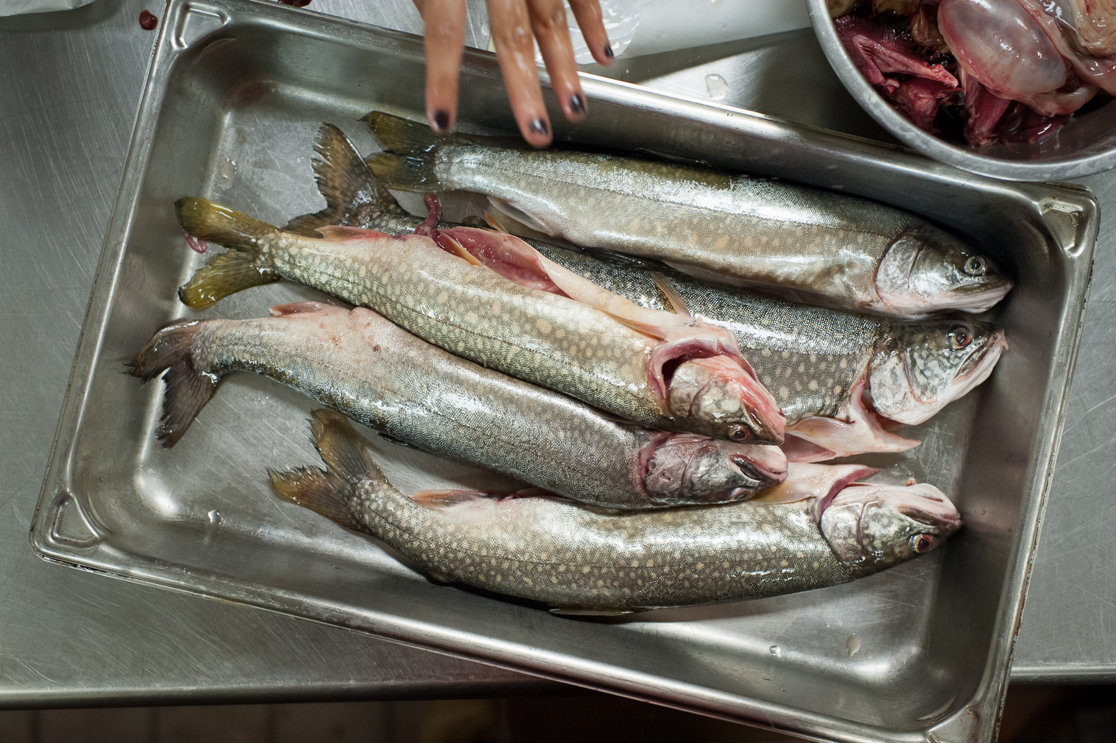 Lake Trout, Eat Retreat Finger Lakes