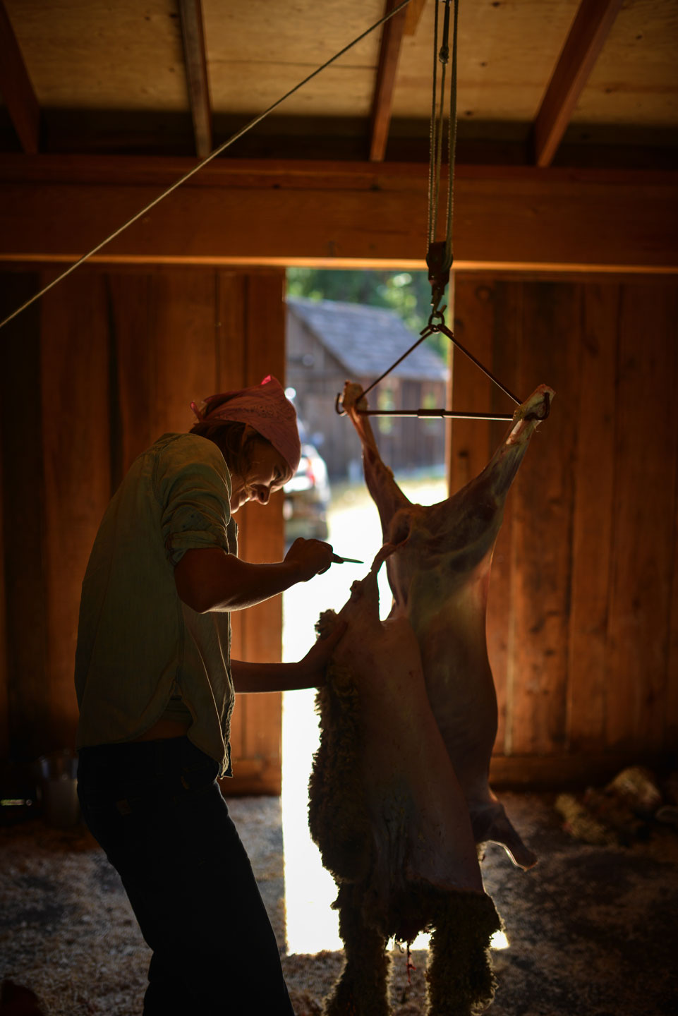 Lamb harvest, skinning