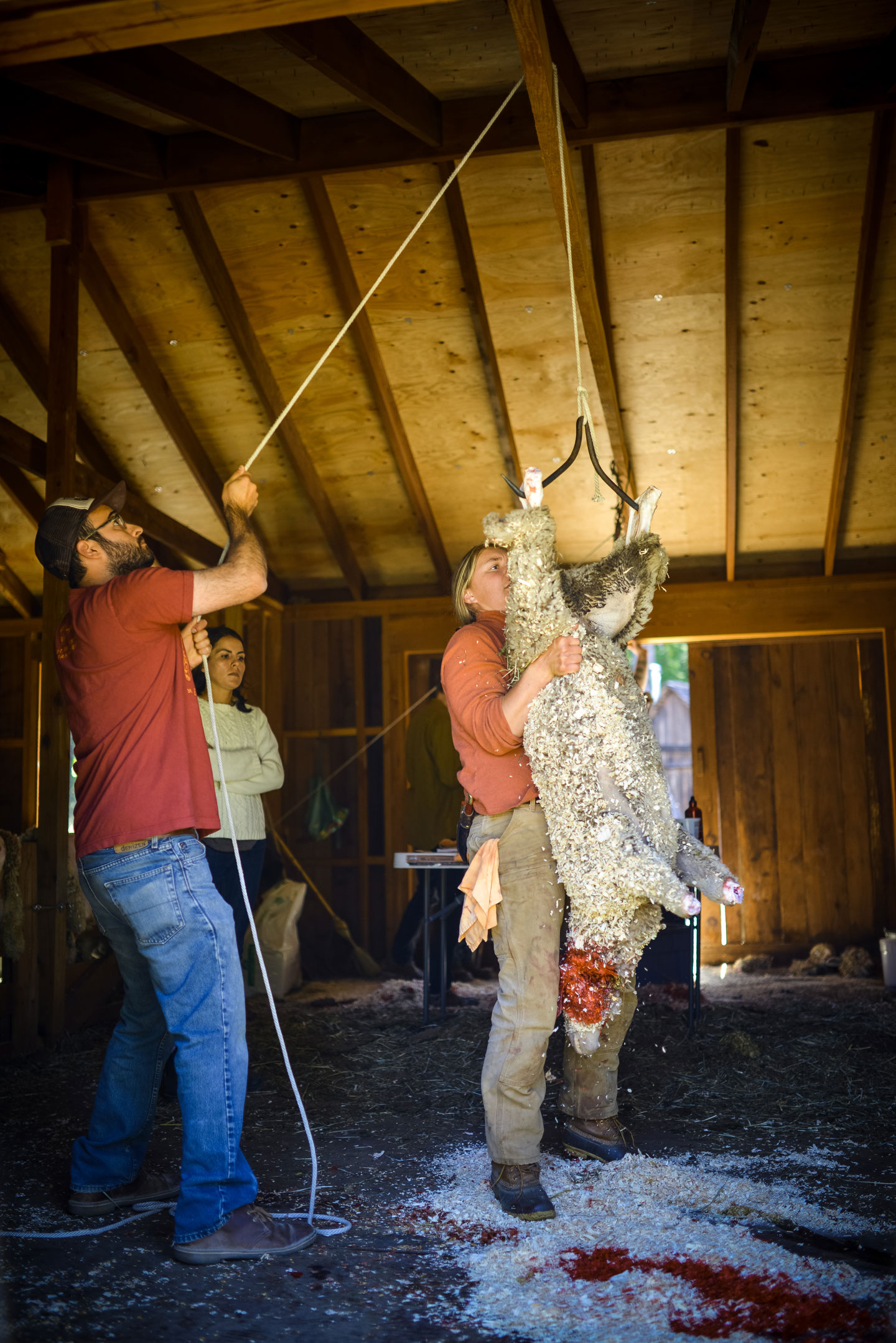 Lamb harvest, hoisting