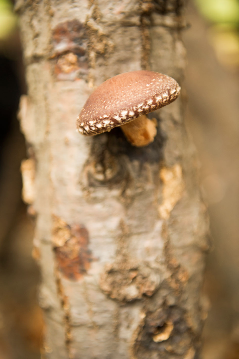 Shiitake mushroom