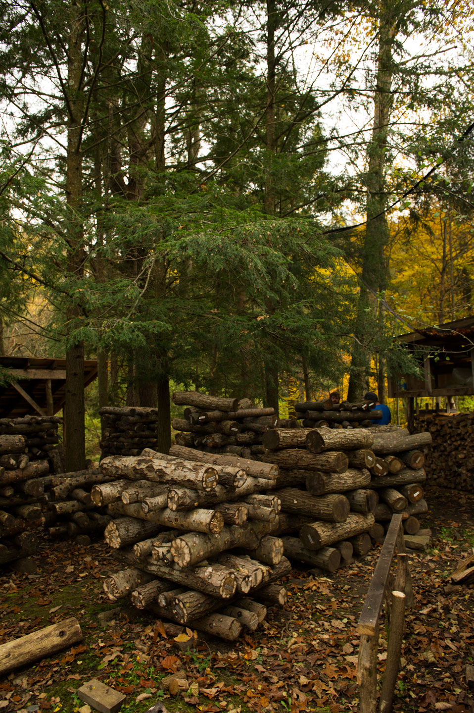 Shiitake forest cultivation